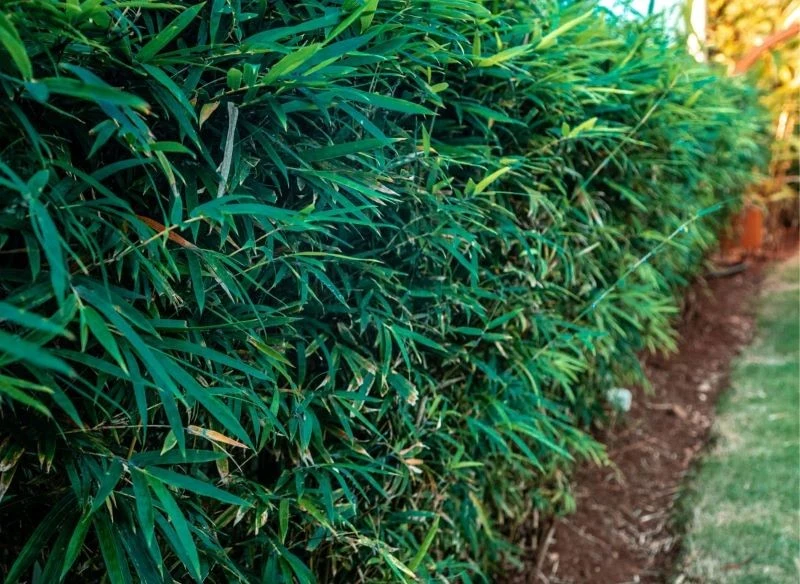 Żywopłot z bambusa jest gęsty, zwarty i bardzo zielony