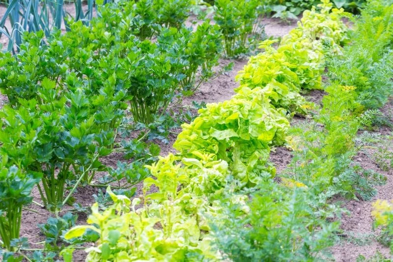 Nie wszystkie rośliny dobrze znoszą suszę