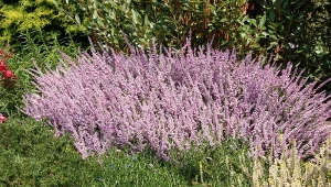 Sadząc je należy skupić się na przygotowaniu podłoża, najważniejsze jest zakwaszenie ziemi pod wrzosy - naturalne metody pozwalają utrzymać optymalne pH dla roślin i to bez większego wysiłku. Poznaj moje sposoby.