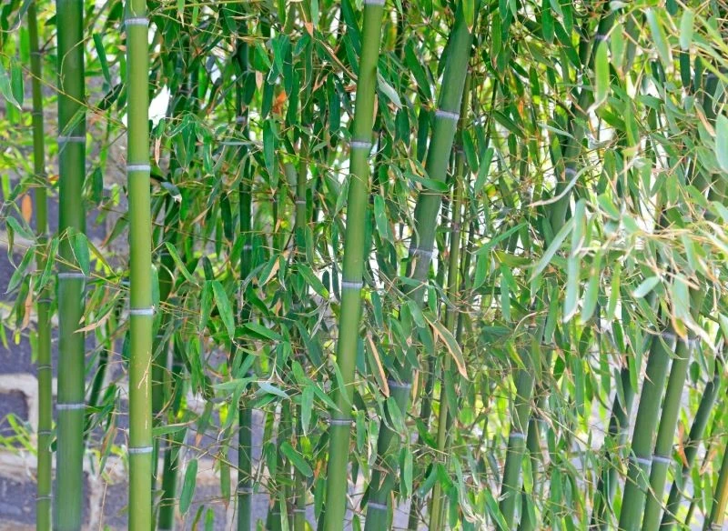 Niektóre gatunki i odmiany bambusowych traw rosną do ponad 4 m wysokości, a gęsto posadzone tworzą zielone ogrodzenie, którego nie sposób pokonać