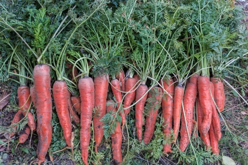 Marchewka jest jednym z warzyw, które całkiem nieźle tolerują suszę