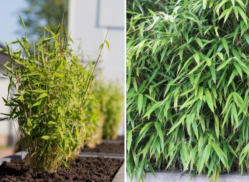 Bambusy rosną szybko i w zależności od wybranej odmiany potrafią mocno się rozkrzewić, dlatego przez taki żywopłot trudno cokolwiek zauważyć