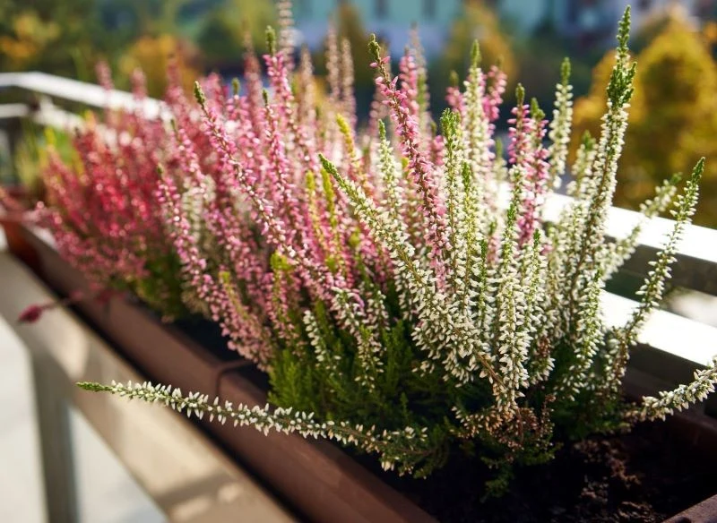 Wrzosy posadzone w doniczkach również potrzebują kwaśnego podłoża