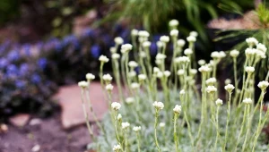 Ukwap dwupienny to ciekawa bylina, która z powodzeniem zastąpi trawnik. Ponadto nadaje się na rabaty i skalniaki.