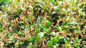 Z ćmą bukszpanową musimy walczyć przez cały sezon wegetacyjny./Deccoria.pl