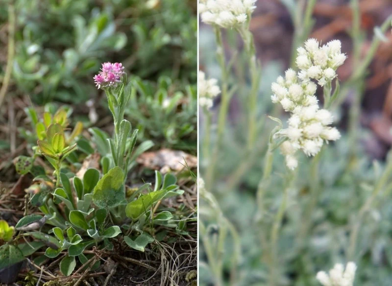 Uprawa ukwapu dwupiennego jest łatwa, dlatego nie powinna sprawić problemu nawet początkującym ogrodnikom