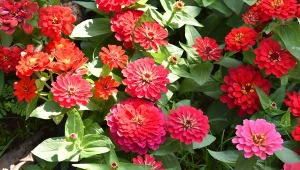 Jak przedłużyć kwitnienie cynii? W ogrodzie będzie kolorowo do pierwszych przymrozków