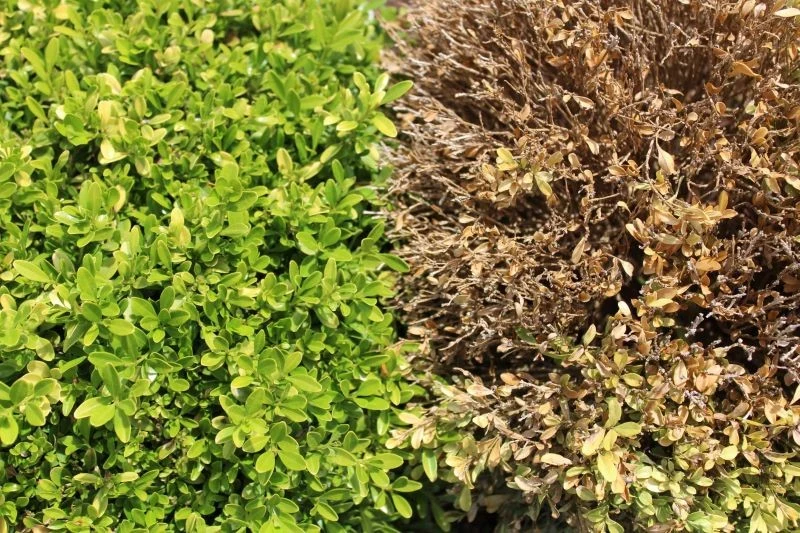 Bukszpany zaatakowane przez ćmę szybko obumierają