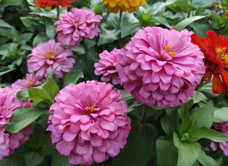 Aby cynie kwitły jeszcze dłużej, należy regularnie usuwać przekwitłe kwiaty