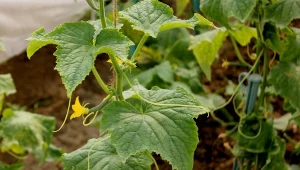Co sprzyja rozwojowi chorób grzybowych na ogórkach i jak sobie z nimi poradzić?