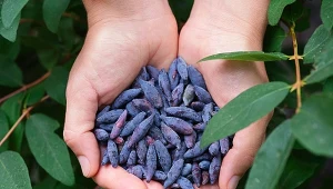 Najlepsze polskie odmiany jagody kamczackiej są popularne również poza granicami naszego kraju. Cieszą się dużym uznaniem za trwałość owoców oraz ich wyjątkowo słodki smak.