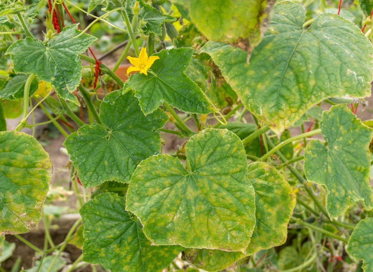 Mączniak rzekomy to choroba, która dziesiątkuje uprawy ogórków