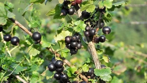 Lecytyną można opryskiwać porzeczki, aby otrzymać zdrowe, dojrzałe i pełne smaku owoce.