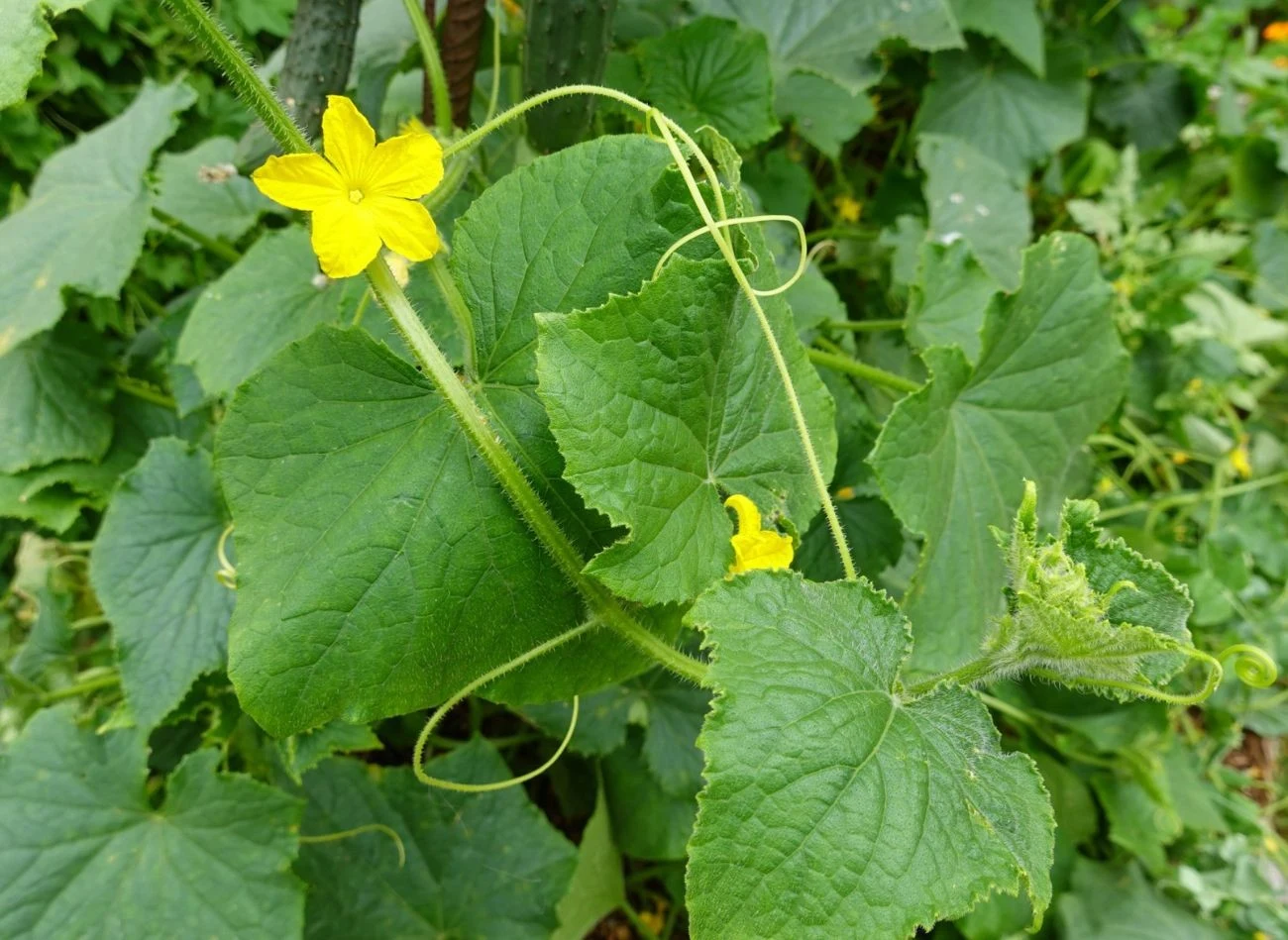 Naturalne odżywki i opryski mogą poprawić kondycję ogórków i zwalaczyć choroby