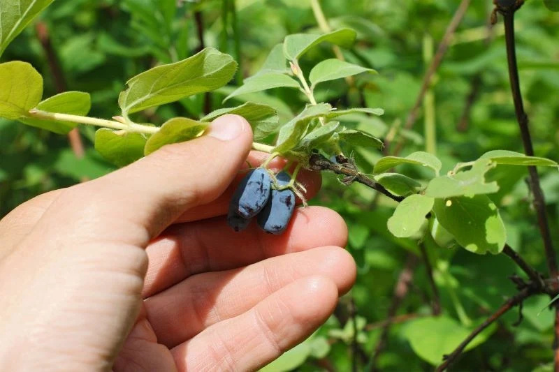 Owoce jagody kamczackiej łatwo zbiera się ręcznie, ponieważ same odchodzą od gałązek