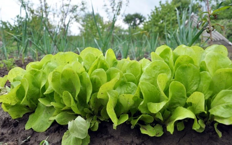 Lecytyna wspiera zdrowy wzrost nie tylko krzewów i drzew owocowych, ale też sałaty oraz innych warzyw