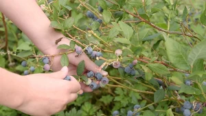 To dlatego liście borówki amerykańskiej zasychają. Sprawdź, jak przywrócić krzewy do zdrowia
