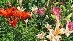 Gdy lilie przekwitną, trzeba je przyciąć w specjalny sposób i nawieźć./Deccoria.pl