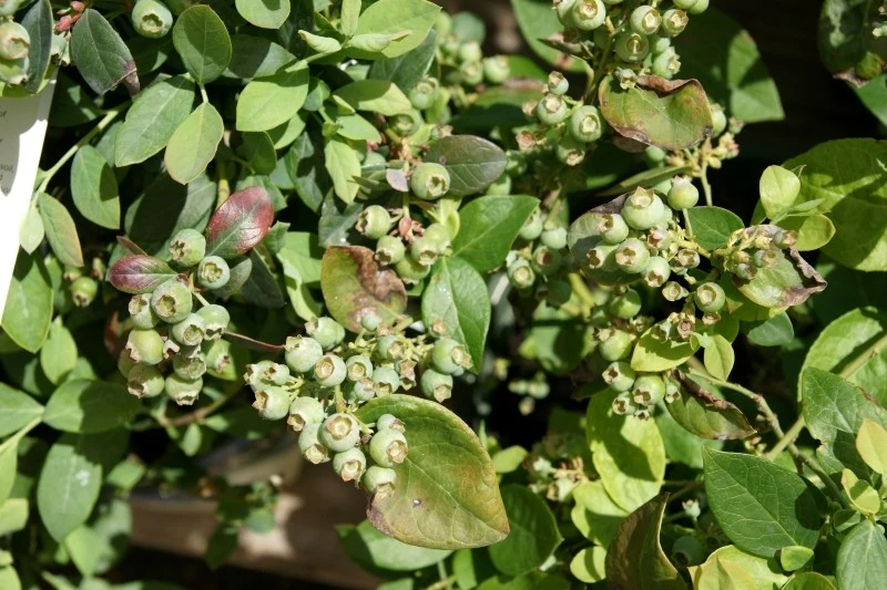 Niewłaściwe podlewanie czy nawożenie mogą stać się przyczyną zasychania liści borówki amerykańskiej