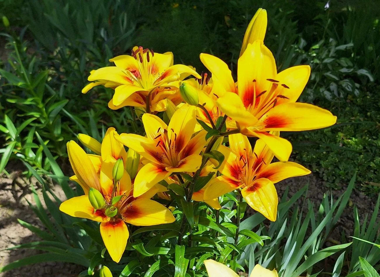 We wrześniu można już zacząć sadzenie lilii mrozoodpornych