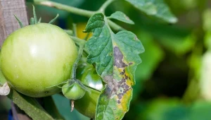 Jak uratować pomidory zaatakowane przez zarazę ziemniaczaną?