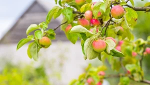 Wyjaśniamy, dlaczego warto sadzić stare odmiany jabłoni.