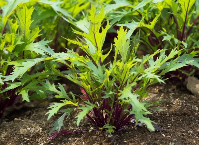 Zarówno te jasnozielone, jak i ciemniejsze liście mizuny już z daleka widać w warzywniku