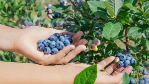 Calypso – nowa, plenna odmiana borówki amerykańskiej to prawdziwy hit wśród krzewów owocujących. W naszym klimacie przyjmuje się świetnie, a owoce rosną słodkie, okrągłe i olbrzymie.