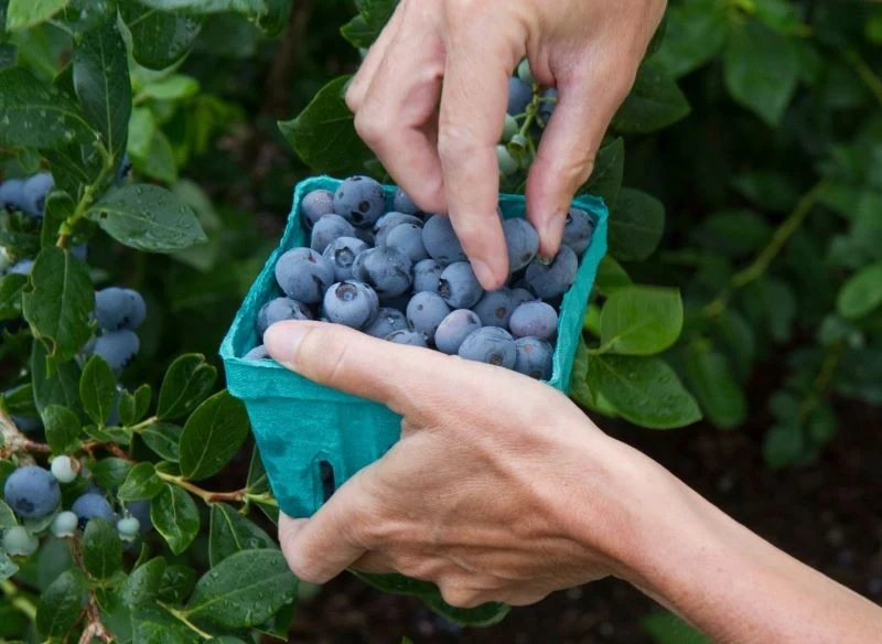 Duże, okrągłe i jędrne owoce borówki Calypso łatwo zrywa się ręcznie, a także można je bezpiecznie przechowywać