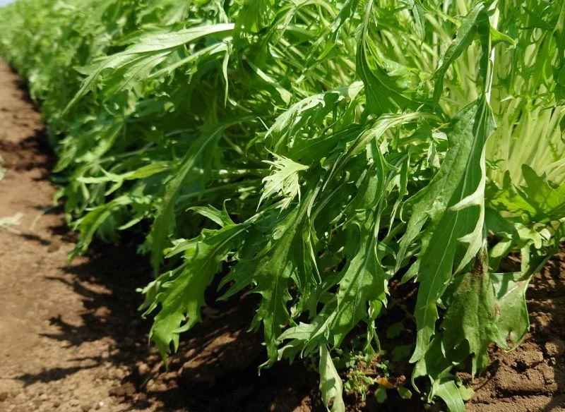 Posadzone w odpowiedniej odległości od siebie rozety mizuny potrafią być naprawdę olbrzymie