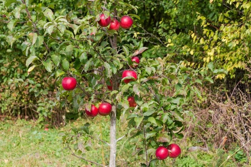 Nowe odmiany jabłoni mają wiele zalet, ale stare górują nad nim smakiem