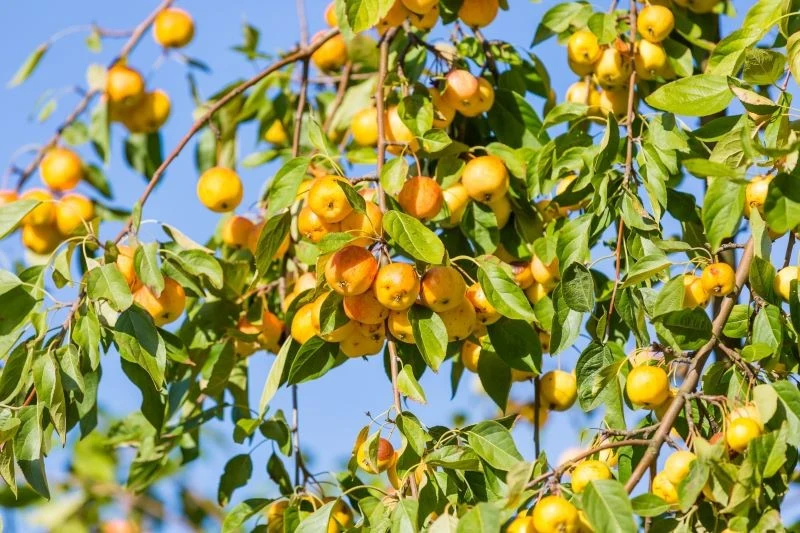 Na jaką starą odmianę jabłoni warto się zdecydować