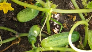 Płynnym nawozem ze skoszonej trawy można zasilać ogórki.