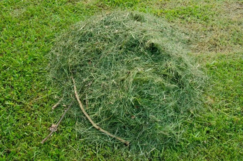 Skoszoną trawę można wykorzystać w ogrodzie na kilka sposobów