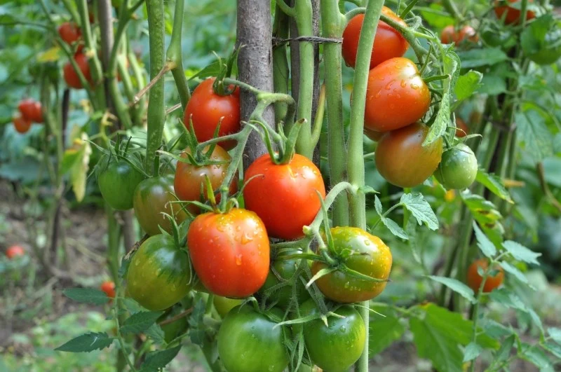 W sierpniu pomidory potrzebują m