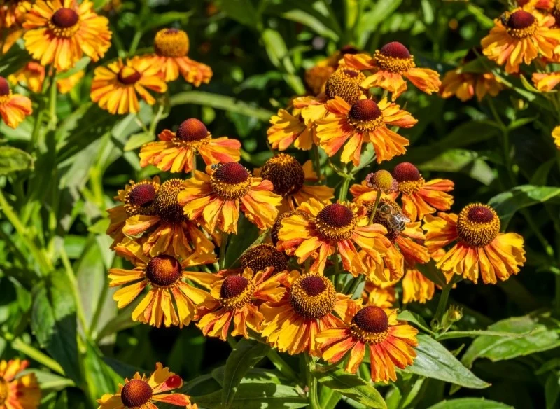Kwiaty dzielżanu jesiennego mogą być żółte, pomarańczowe, czerwone, a nawet brązowe