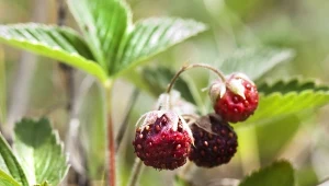 Uprawa czarnych poziomek nie jest trudna, krzewy owocują dłużej od klasycznej odmiany i są bardziej odporne.