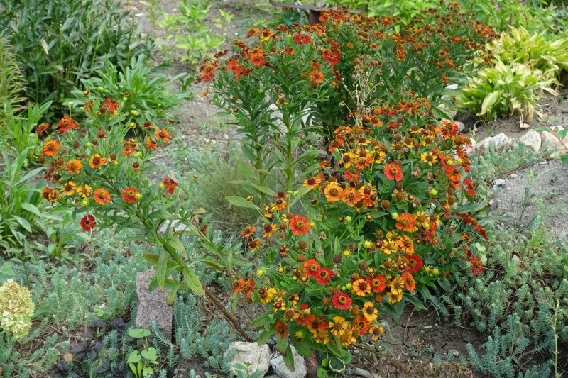 Dzielżan jesienny jest dość odporny na niskie temperatury, a także ataki chorób czy szkodników