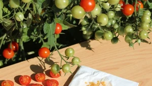 Suszenie i przechowywanie nasion warzyw pozwala na wyhodowanie w kolejnym sezonie równie pięknych krzaków o znanych owocach.