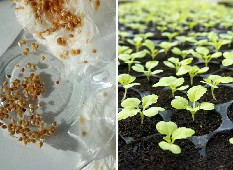 Zebranie, oczyszczenie i wysuszenie nasion nie trwa długo, a satysfakcja przy uprawie warzyw z własnego materiału jest olbrzymia