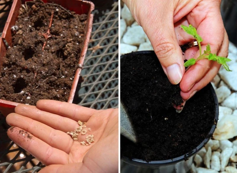 Wysiew nasion z własnych zbiorów powinien nastąpić wtedy, gdy mają one największą siłę kiełkowania