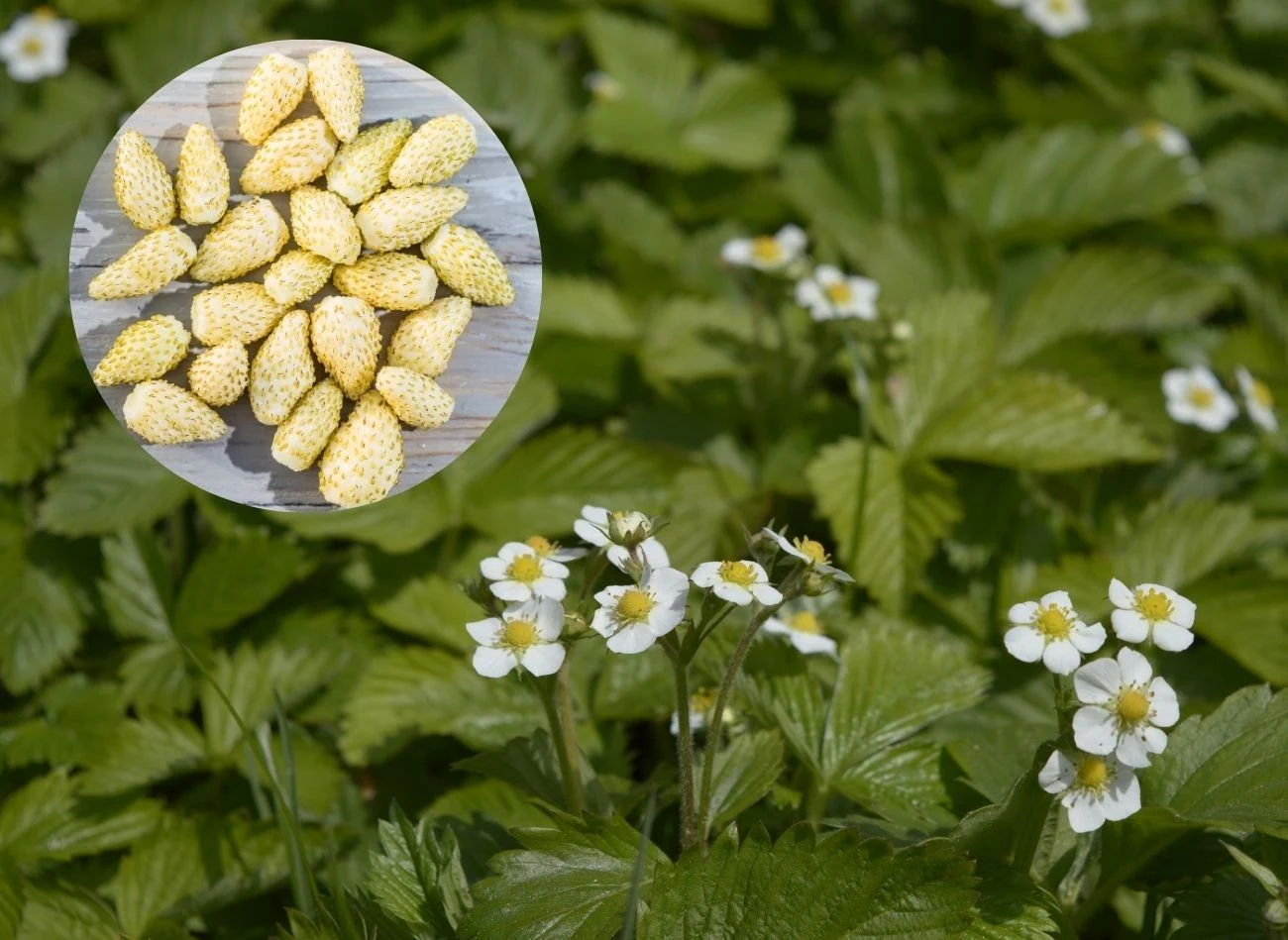 Jeśli chcesz uprawiać w ogrodzie białe poziomki, wybierz odmianę rozłogową