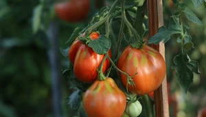 Wyjaśniamy, jak stosować saletrę wapniową do pomidorów.
