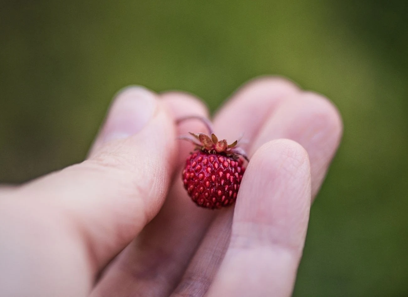 Czarna poziomka Black Beauty ma intensywny, wyrazisty i słodki smak