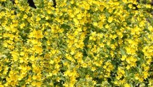 Tojeść kropkowana najlepiej rośnie w miejscach słonecznych lub delikatnie zacienionych.