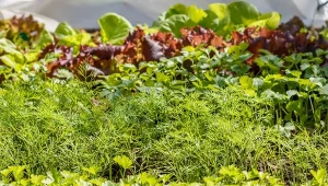 Jakie warzywa, kwiaty i krzewy sadzić w sierpniu? Pełna lista