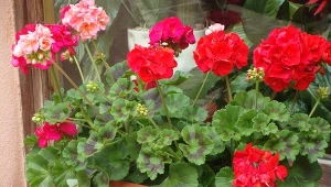 Pelargonia słabo kwitnie albo w ogóle nie ma kwiatów? Wypróbuj prosty trik.