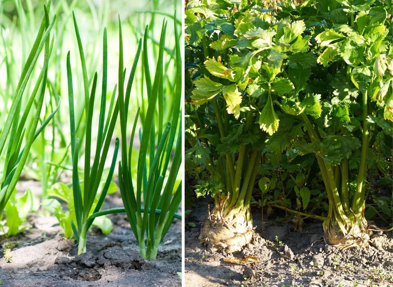 Posadzone w sierpniu warzywa nie dadzą aż tak obfitych plonów, jak te wysiane wcześniej