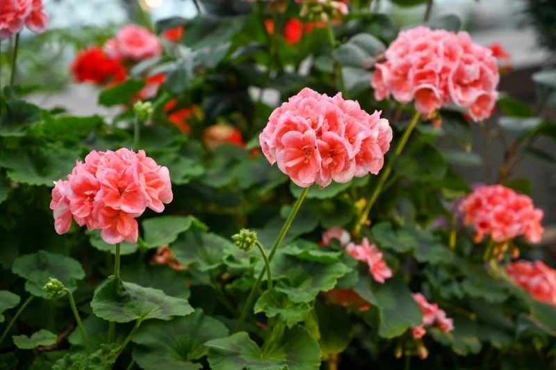 Jeśli pelargonie słabo kwitną, prawdopodobnie popełniasz błędy w ich uprawie