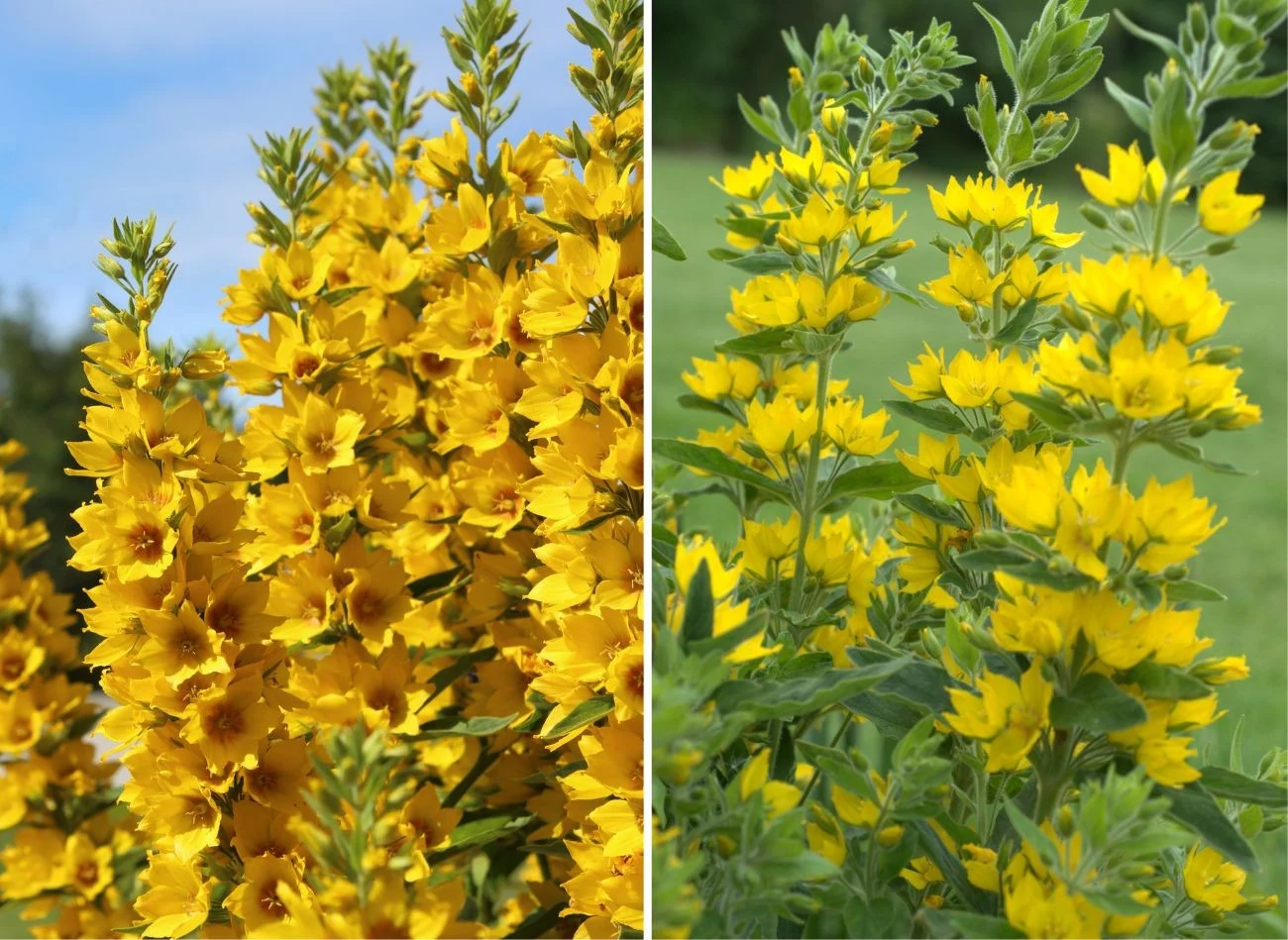 Tojeść kropkowana występuje w kilku odmianach